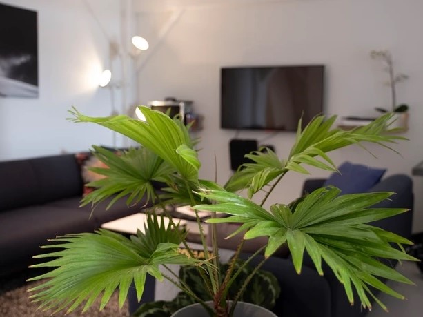 Kontorhotellet Halfway 2 Mars